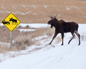 Moose And Elk Crossing Sign