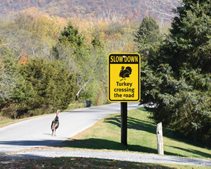 Turkey Crossing Sign
